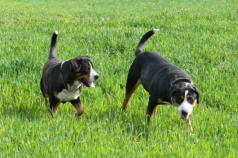 776x508 pixels (270K)