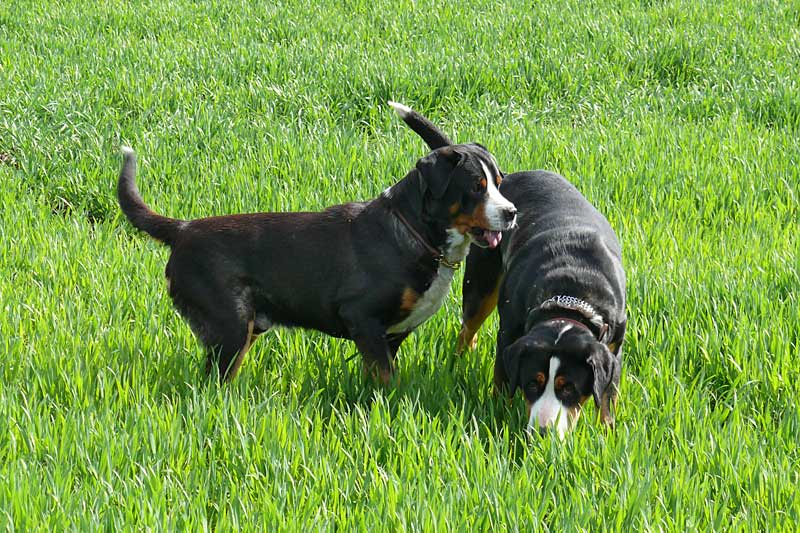 776x508 pixels (254K)