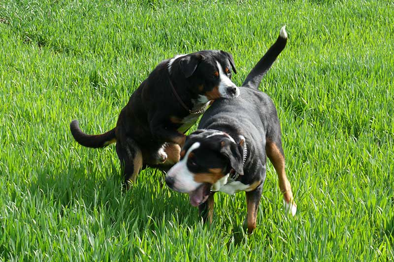 776x508 pixels (250K)