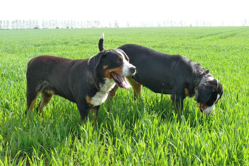 776x508 pixels (168K)