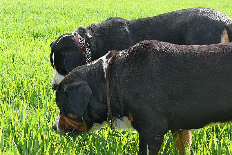 776x508 pixels (205K)