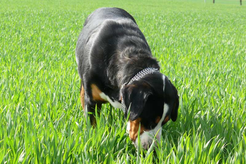 776x508 pixels (184K)