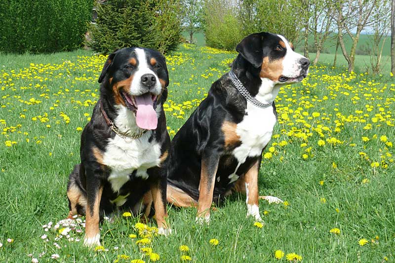 776x508 pixels (244K)