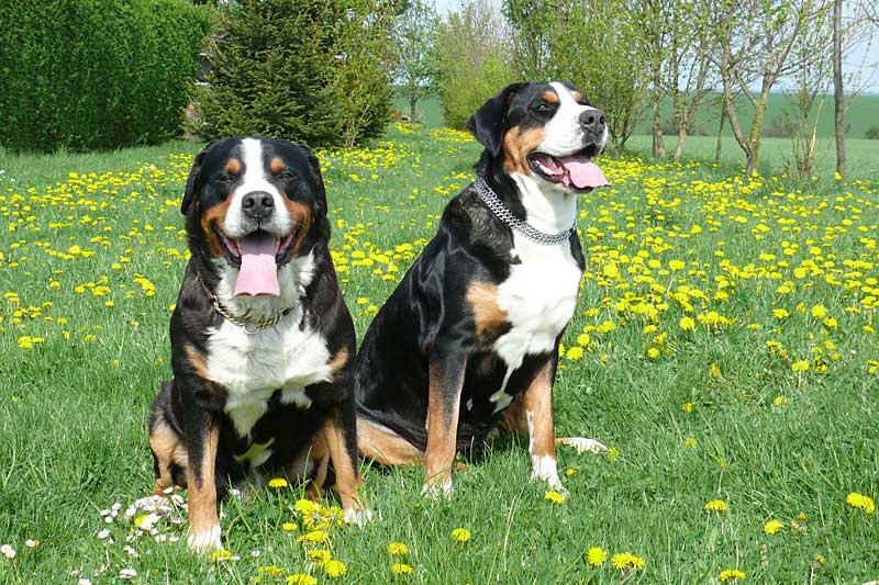 776x508 pixels (250K)