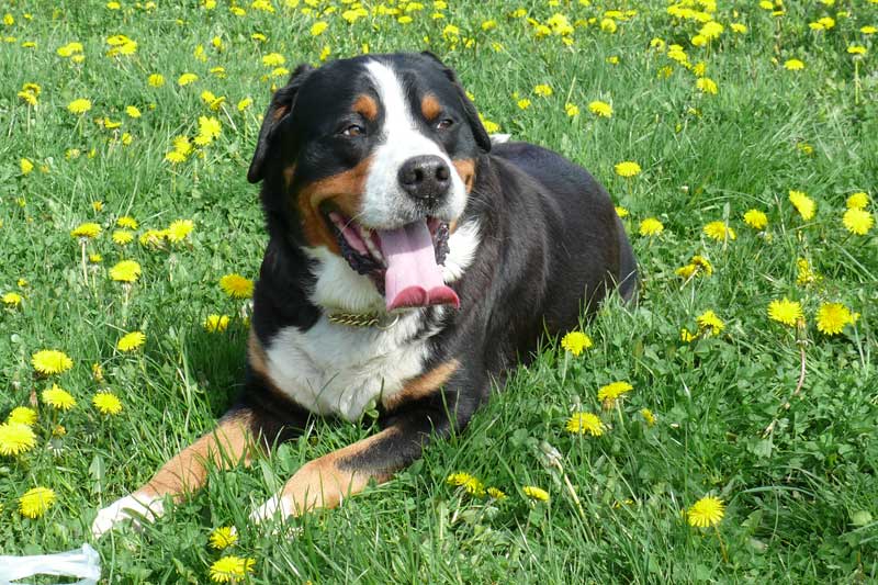 776x508 pixels (233K)