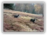 SAM_0065
