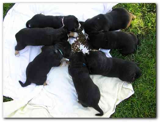 500x374 pixels (93K)