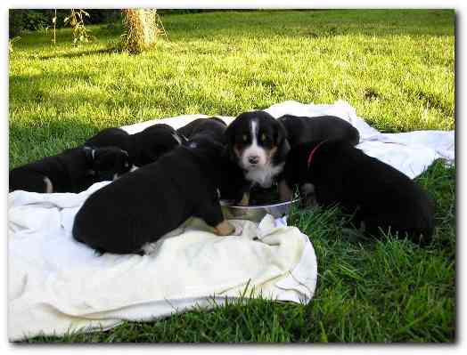 500x374 pixels (119K)