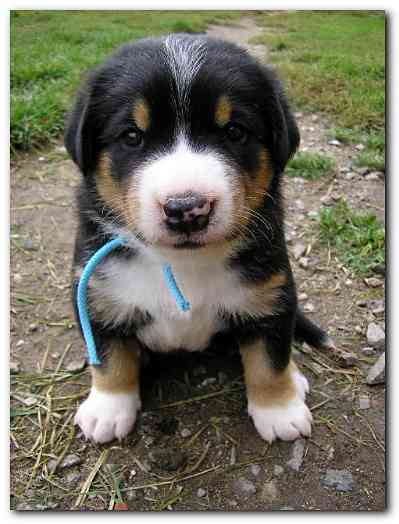 375x499 pixels (102K)