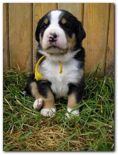 375x499 pixels (109K)