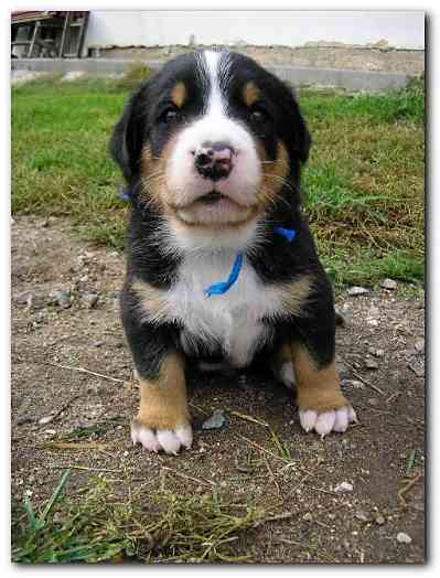 375x499 pixels (113K)