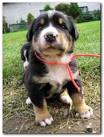 375x499 pixels (117K)