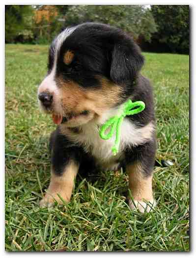 375x499 pixels (106K)