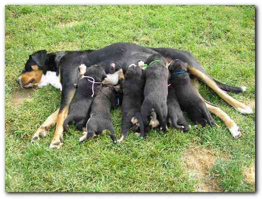 500x374 pixels (145K)