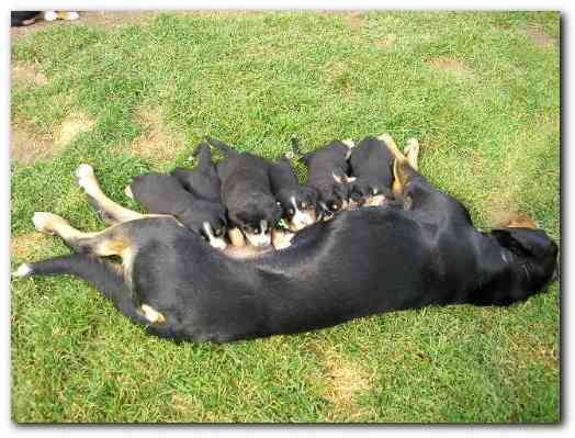 500x374 pixels (133K)