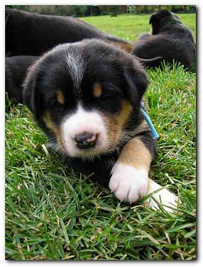 375x499 pixels (115K)