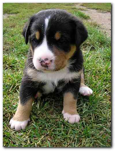 375x499 pixels (120K)