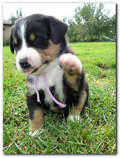 375x499 pixels (115K)