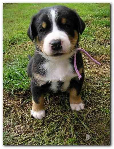 375x499 pixels (127K)