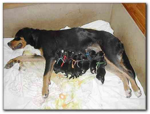 500x374 pixels (84K)