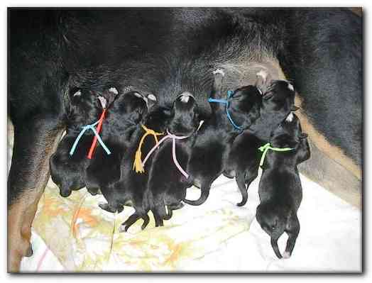 500x374 pixels (93K)