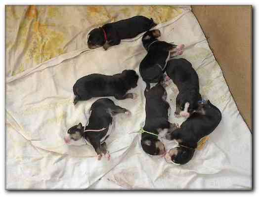 500x374 pixels (81K)