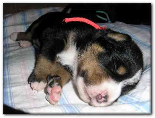 500x374 pixels (81K)