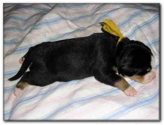 500x374 pixels (73K)