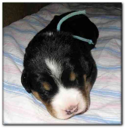 487x499 pixels (83K)