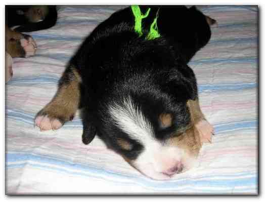 500x374 pixels (74K)