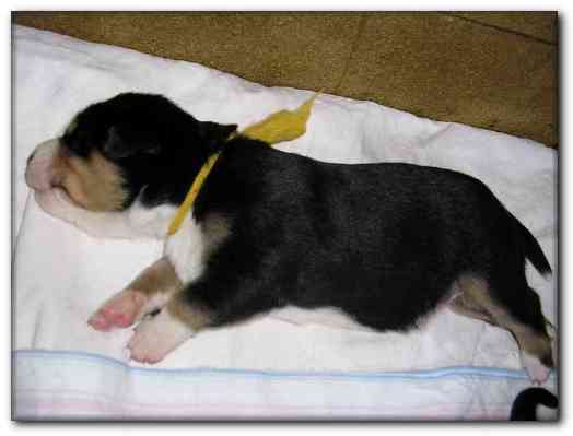 500x374 pixels (67K)