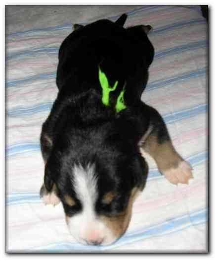 411x499 pixels (63K)