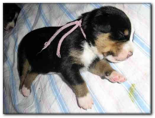 500x374 pixels (78K)