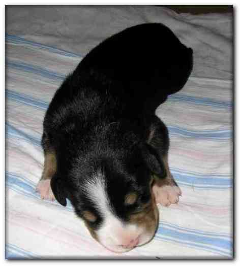 448x499 pixels (70K)