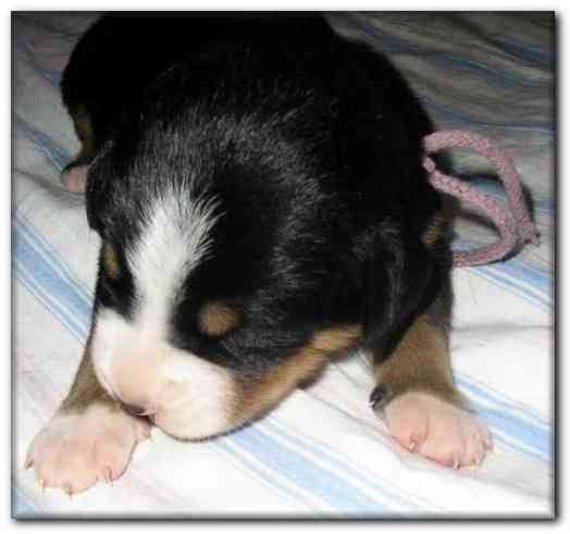 500x466 pixels (76K)