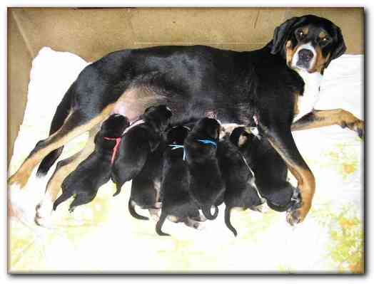 500x374 pixels (81K)