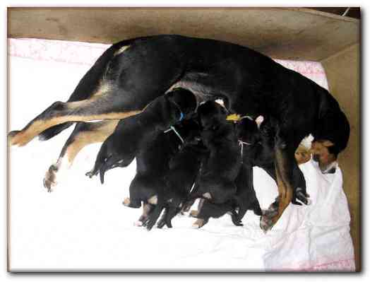 500x374 pixels (68K)