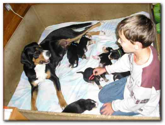 500x374 pixels (86K)