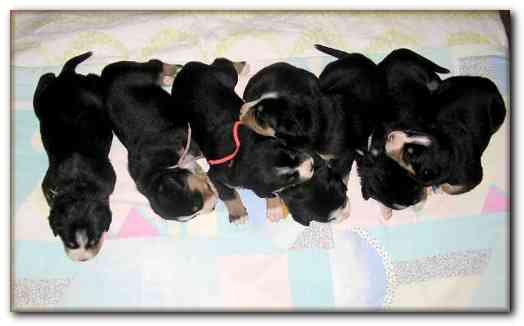 500x301 pixels (60K)