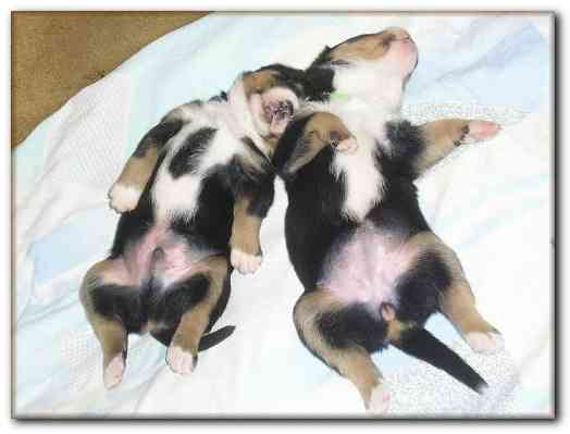 500x374 pixels (77K)