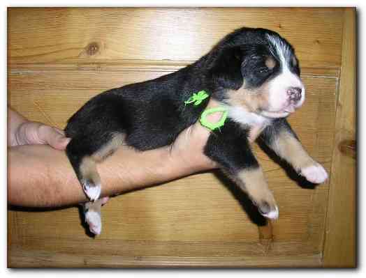 500x374 pixels (87K)