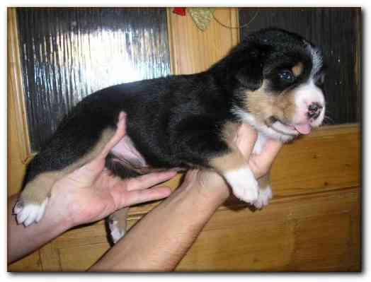 500x374 pixels (80K)