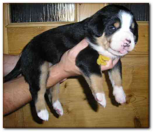 500x428 pixels (84K)