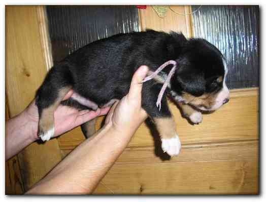 500x374 pixels (84K)