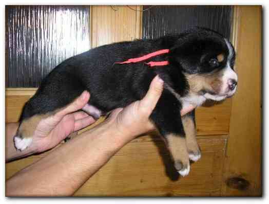 500x374 pixels (83K)