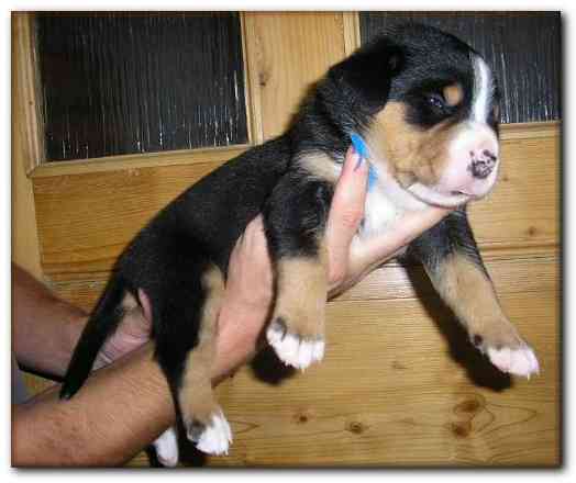 500x415 pixels (90K)