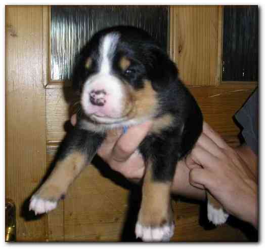 500x466 pixels (79K)