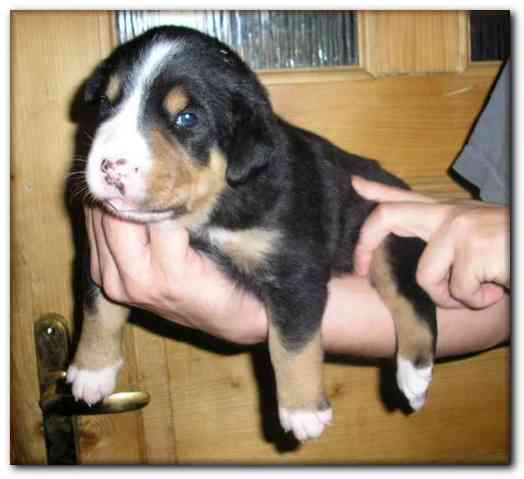 500x454 pixels (83K)