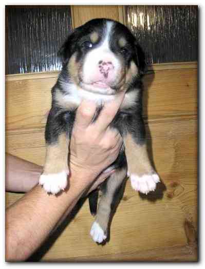 375x499 pixels (84K)