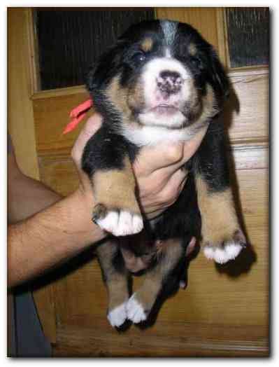 375x499 pixels (72K)